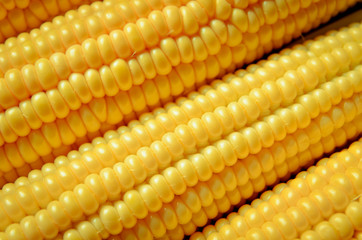 corn background