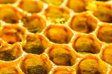 honeycomb macro