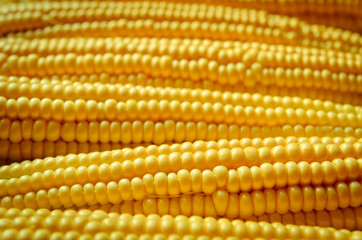 corn background