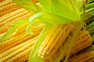 corn background - 118224874