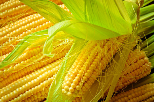 Corn Background