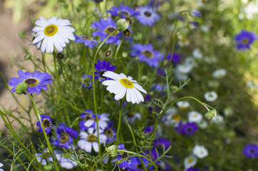 Flowers beautiful garden brakhikoma blue and white
