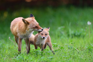 キタキツネの親子