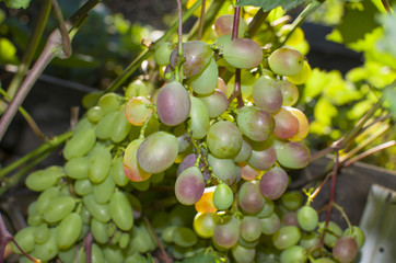 berry grapes ripe on bushes
