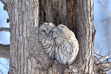 エゾフクロウの夫婦