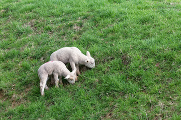Obraz premium Two small lambs on the green meadow