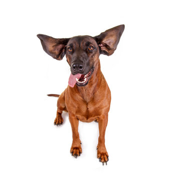 Lustiger Hund mit fliegenden Ohren