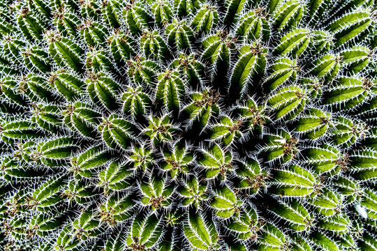Cactus detail in Lanzarote