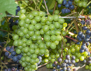 berry grapes ripe on bushes
