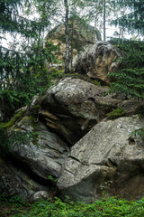 Stone rocks and spruces in the Carpathian Mountains