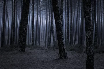 Gordijnen Donker mistig bos © Zacarias da Mata