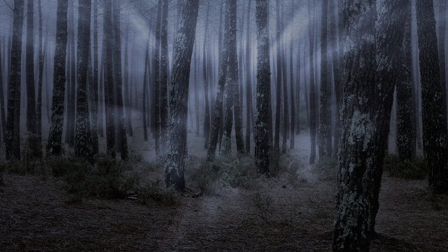Fototapeta Foggy forest at dusk