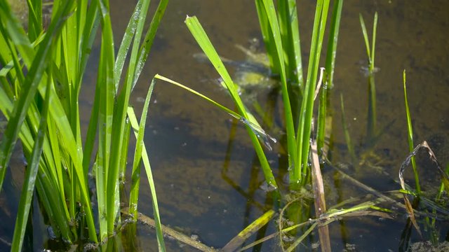 The grass found in the lake it is on the water on the lake