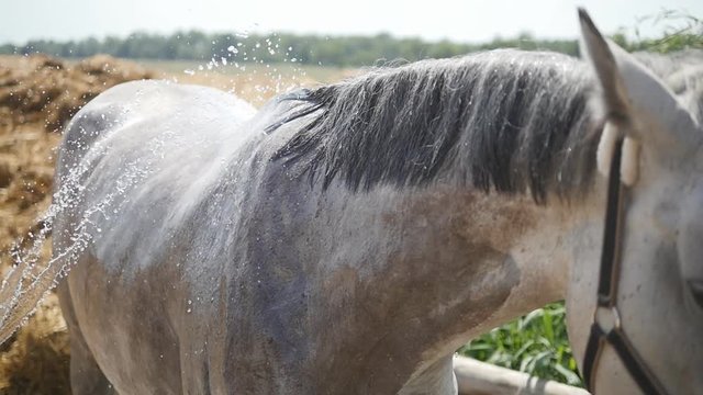 Young man cleaning the horse by a hose with water stream outdoor. Horse getting cleaned. Guy cleaning body of the horse. Slowmotion, close-up

