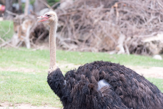 Curious African ostrich