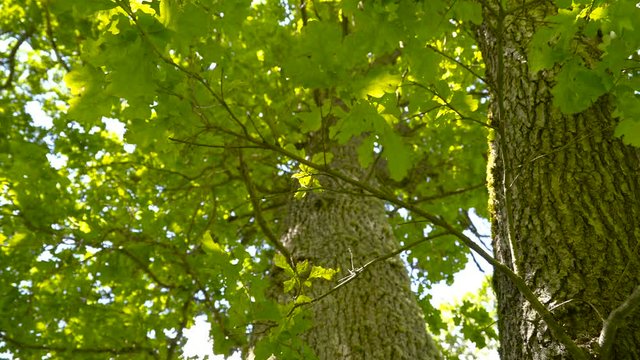 The Quercus robur tree or the oak tree with green leave waving on the branches