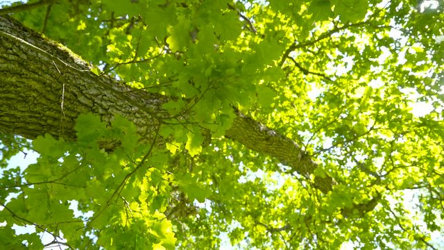 The Oak tree with the leaves waving. Quercus robur commonly known as the pedunculate oak is a species of flowering plant in the beech and oak family Fagaceae.