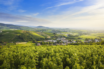 Landscape of Beaujolais land with vineyards and hills, France