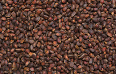 Siberian pine nuts texture