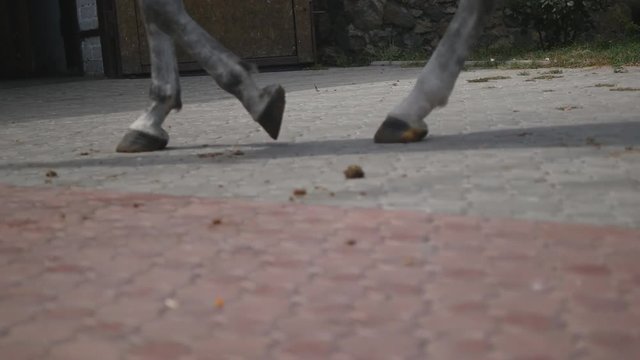 Foot of horse walking. Close up of legs walking. Horse hooves circling around