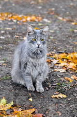 Naklejka na ściany i meble cat in autumn background