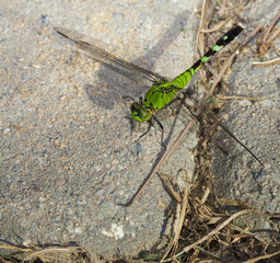Resting dragonfly