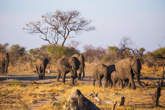 African elephants in the middle of the savannah

