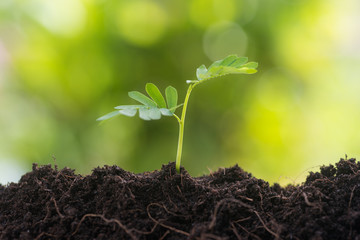 young plant growing from soil