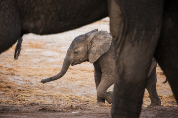 Fototapeta na wymiar African elephants in the middle of the savannah 
