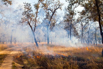 Obraz na płótnie Canvas Grass Fire - Australian Bush Burn Off