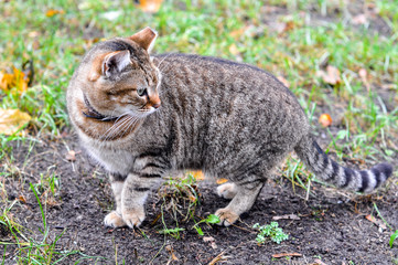 tabby cat in autumn park