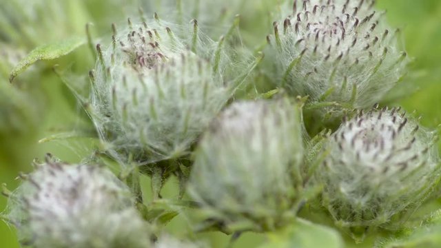 Closer look of the spiny flower lesser burdock it is a bunch of fluffy spiny flowers