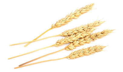 wheat on white