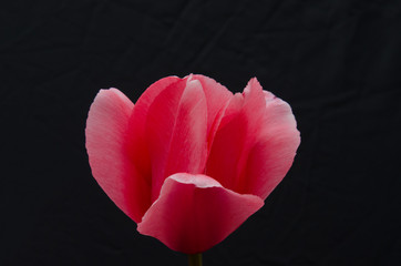 Pink Tulip