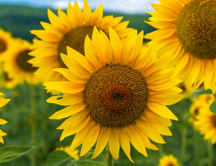 Fototapeta premium Field of blooming sunflowers on a background sky