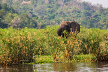 Obraz na płótnie Canvas African elephants in the middle of the savannah 