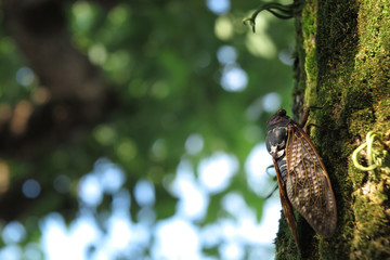 苔むした木とセミ