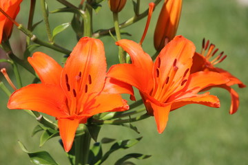 Blooming hybrid Asiatic lily in the summer garden