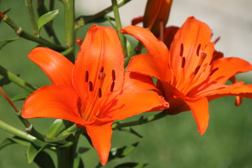 Blooming hybrid Asiatic lily in the summer garden