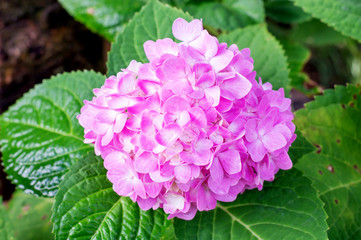 Obraz premium Pink hydrangea in the garden.