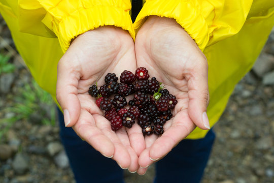 Hands carrying blackberries