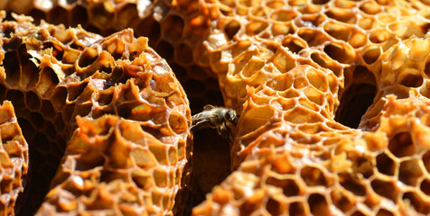 Biene klettert über wilde Waben