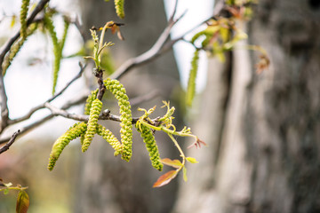 spring birch catkins on the branch with leaves