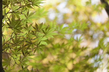 紅葉色づき始め（薄緑色）