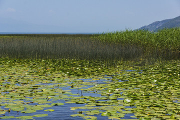 Lake Skadar - a picturesque reserved zone in Montenegro