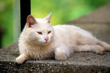 Naklejka na ściany i meble white domestic cat