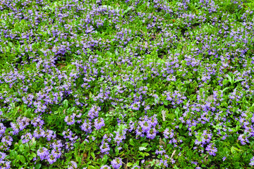 Field with violet decorative flowers in garden
