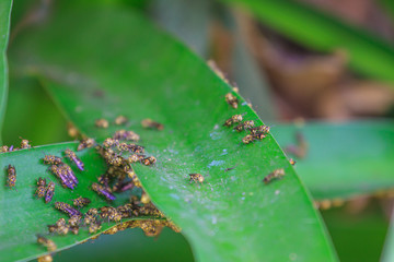 Fototapeta premium Close up Wasp on leaf