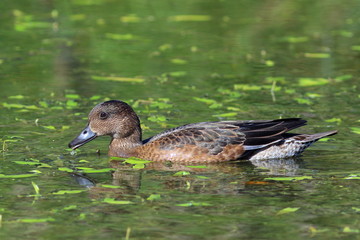 The duck wigeon eats a grass on water