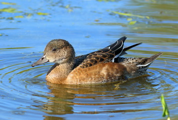 The wild duck wigeon floats on water